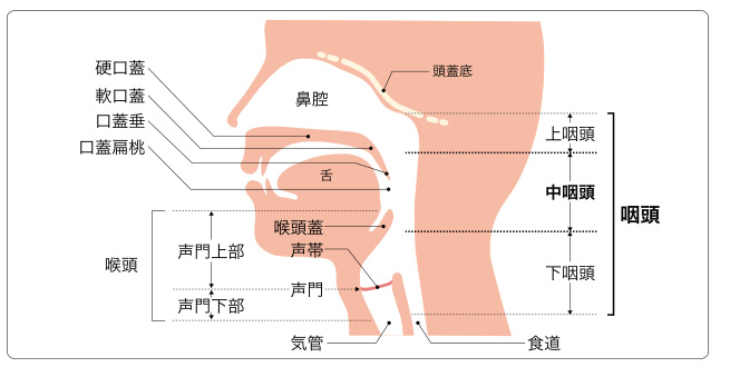 中咽頭がん